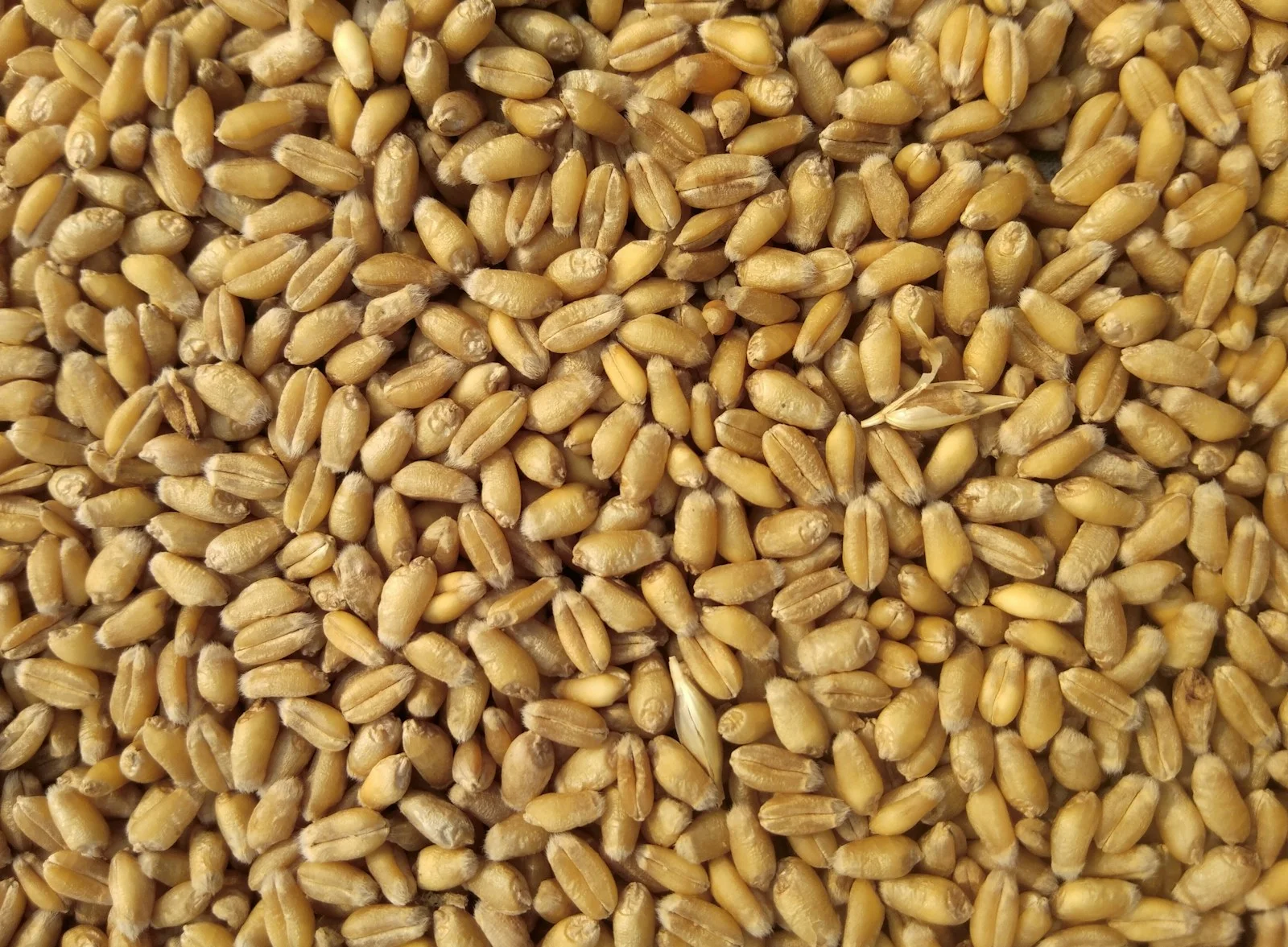 CEREALS